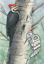 Pileated Woodpecker